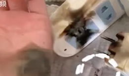 插出白浆视频,跟随视频学习传统工艺